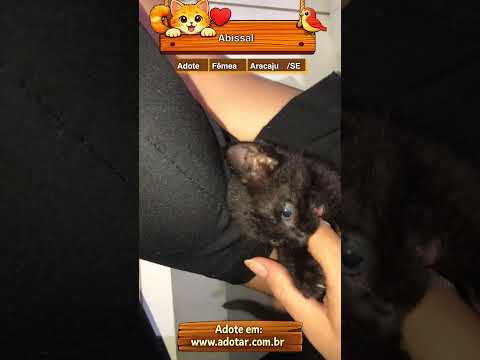 Vídeo de Abissal 