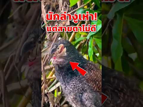 สุดยอดนกไทย ที่ล่างูเห่าอย่างโหด