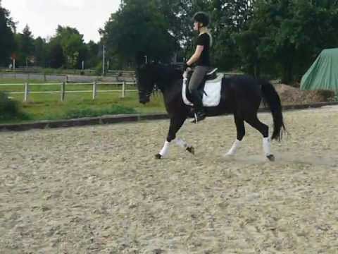 4 jährige Rappstute v. Nabucco R