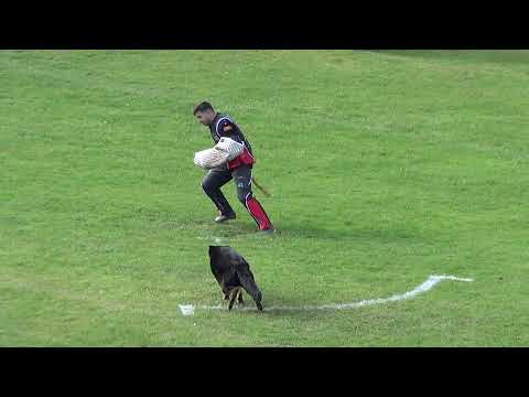 WUSV 2021  SRB 1 - STEFAN ZDRAVKOVIC & RUFUS ZE STRIBRNEHO KAMENE C 88