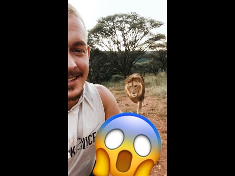 Guy Turns His Back On A Sneaky Lion, And This Is What Happened Next