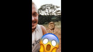 NEVER TURN YOUR BACK ON A LION☝🏼...unless You’re part of the Pride😂❤️🦁 #shorts