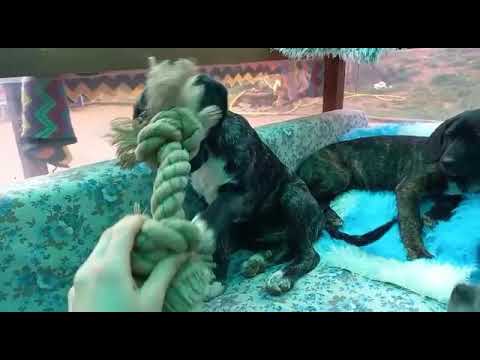 Oskar,James und Elliot,03.2021, streunerhilfe-susi-strolch.de