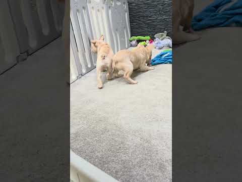 Video 5