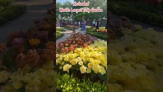 Worlds largest Tulip garden at Keukenhof , Netherlands #keukenhof #tulipfields #tulipgarden