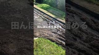 田植え前　#shorts