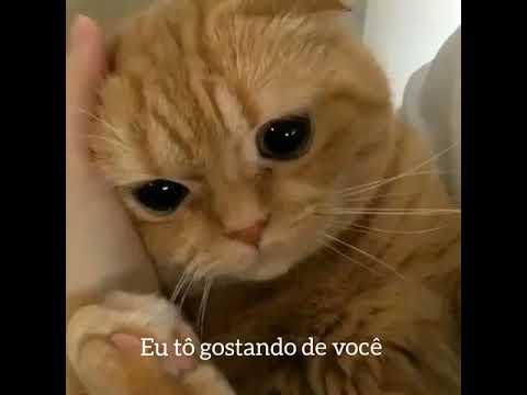 Mc Gui e Mc Bruninho - Coração trocado (Status /Letras) Românticas🎶😍