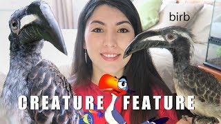 SO MAJESTIC | African Grey Hornbill | Creature Feature | NOT A PET!!