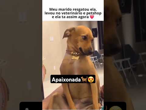 Caramelo apaixonada!🩷🐕 #shorts #cachorro #caramelo #fofo #pets #animais