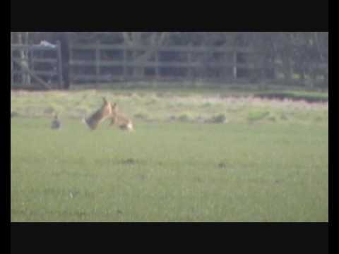 Hertfordshire 'Mad' March Hares