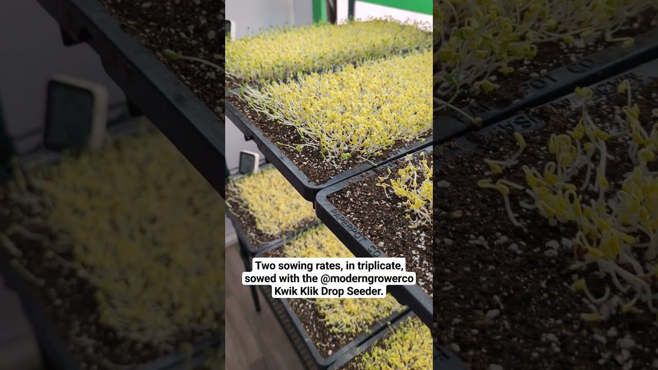 purple sprouting broccoli #microgreens trial #research