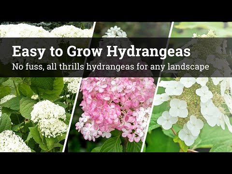 Easy to Grow Hydrangeas / No Fuss, All Thrills Hydrangeas For Any Landscape 🌸