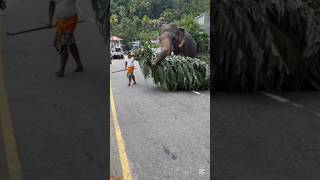 Download lagu Pulatisi Raja who is taking food for a friend💚😍 #elephant #animals #shorts mp3
