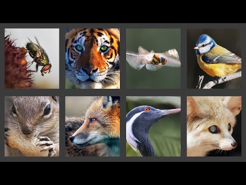 Batch Processing (Affinity Photo)