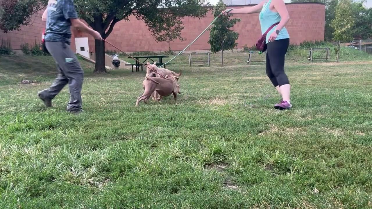 Fungi's Leash Test