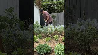 Beautiful natural cucumber garden and harvesting with rural farming life #2024 #harvesting #fresh