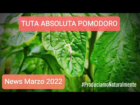 , title : 'News Tuta Absoluta Pomodoro Marzo 2022'