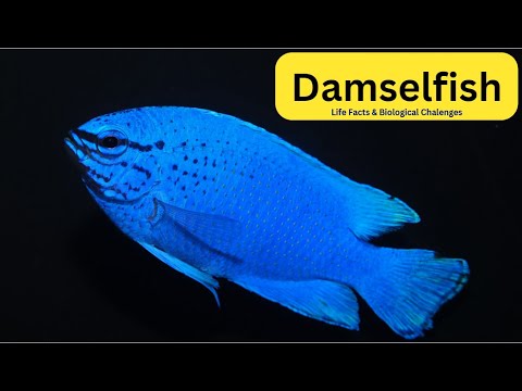 Discover the Real Damselfish