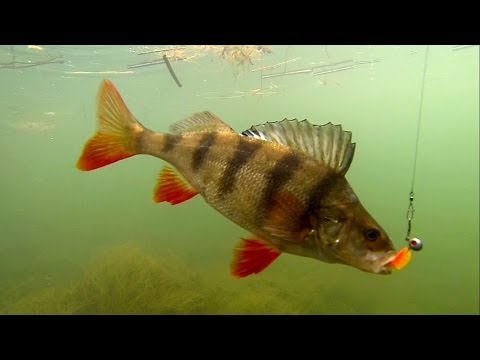 Fishing: catching good perch in canal on Awaruna soft-bait lure. Рыбалка: окунь на силикон.