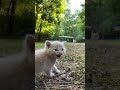 Kitten Calls Mommy Cat