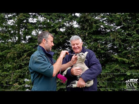 How To Tube Feed Your Lamb
