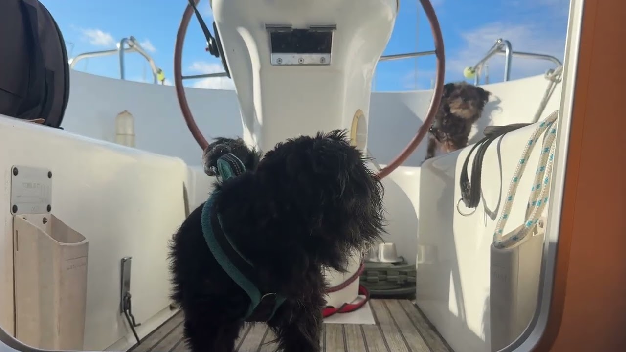Bellende Hunde auf dem Boot was nun