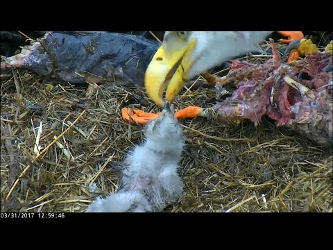 AEF-DC Eagles ~ Duck is on the Menu ~ 03·31·17