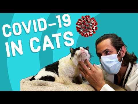 Can Cats Get COVID-19? | Vet Explains
