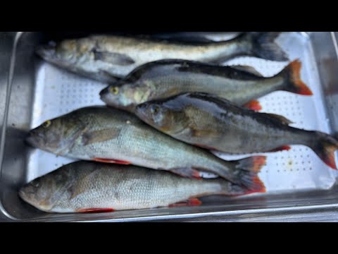 AHVENEN JIGAUSTA 18.8.2025