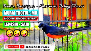 Download lagu trotolanmu nggak emosi nyaut bunyi l3p4s1n saja❗pancingan murai trotol agar Ngeplong dan fighter mp3 Download lagu trotolanmu nggak emosi nyaut bunyi l3p4s1n saja❗pancingan murai trotol agar Ngeplong dan fighter mp3
