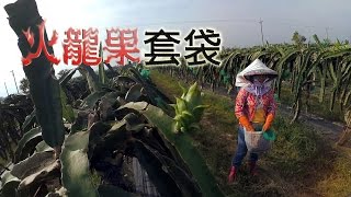 農事│ 火龍果套袋(Pitaya bagging)