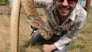 BULL SNAKES - All Across America