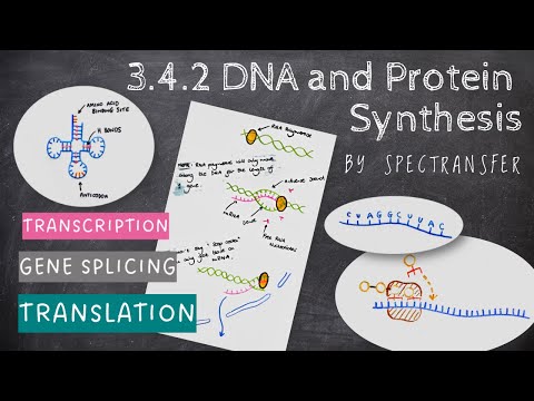 EASY REVISION AQA A-Level Biology 3.4.2 DNA & Protein Synthesis