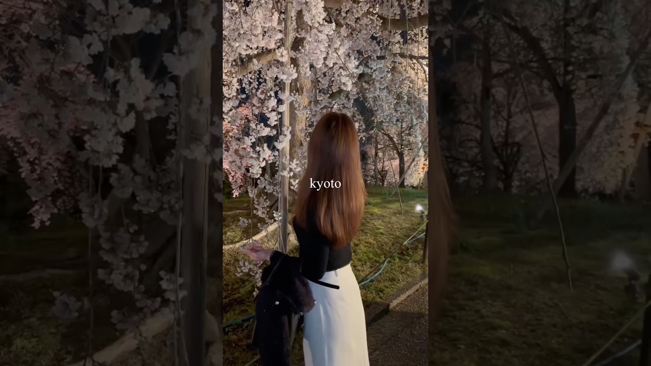 京都で唯一満開の桜#夜桜#ライトアップ#桜咲く