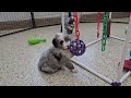 Mini Bernedoodle dogs for sale: Huckleberry - Video 1