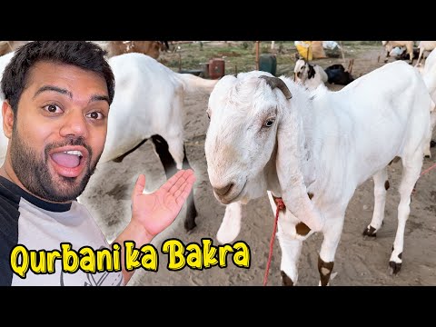 Mandi Se Qurbani Ka Bakra Le Liya 🐐😍 | Mehenga Liya Ya Sasta ? 😱
