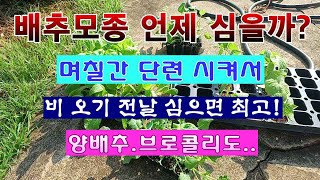 [텃밭농부 2,036]  배추모종 언제 심는 것이 좋을까? 양배추.브로콜리도..
