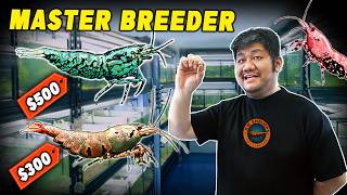 Inside Singapore’s Elite Shrimp Breeder – The Most Expensive Shrimp in the World?! (KW Shrimps Tour)