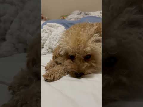 経営学科 飼い主のベッドで寝ようとするトイプードル15ヶ月 #toypoodle #トイプードル