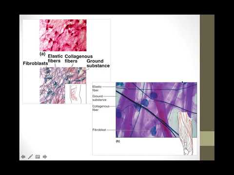 Tissue Level of Organization Part 2 (Bio 260)