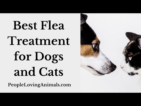Best Flea Treatment for Dogs and Cats