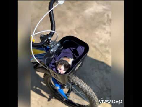 SELİM İN KEDİ SEVGİSİ😍