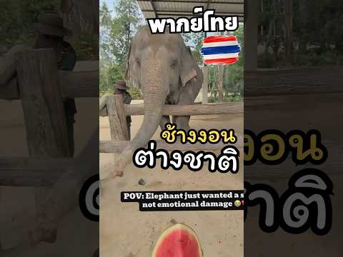 ช้างไทยงอนชาวต่างชาติ {ต้นฉบับTikTok@travelwithjuice }#thailand #ต่างชาติพูดถึงไทย #คนไทย #ช้างไทย