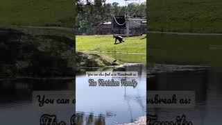 Clever Gorilla using a bottle to get water from a lake!! #funny  #funnyvideo #shorts #shortvideo