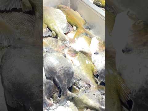 Fartura de peixes no Terminal Pesqueiro #amazonas #fishing #pescaria