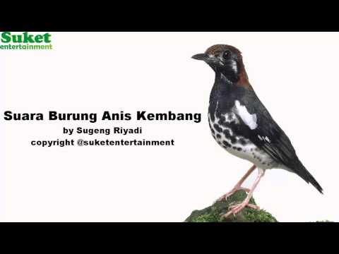 download lagu mp3 mp4 Download Masteran Burung Anis Kembang Mp3, download lagu Download Masteran Burung Anis Kembang Mp3 gratis, unduh video klip Download Masteran Burung Anis Kembang Mp3
