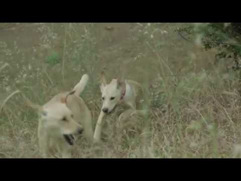 Video thumbnail for A Little Luck... and a Couple of Dogs