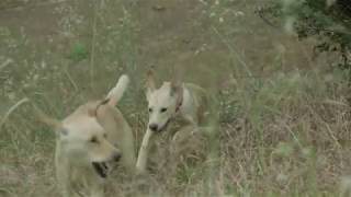 A Little Luck and a Couple of Dogs Music Video