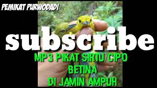 Download lagu Mp3 pikat sirtu/cipo ampuh mp3