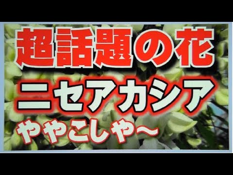 , title : '超話題の花・ニセアカシアの真実'
